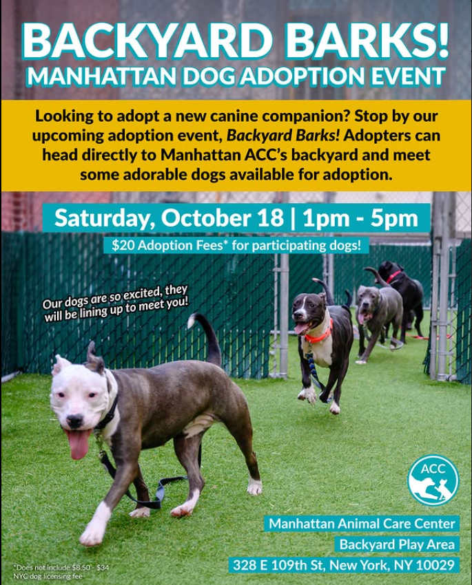 NMBewitched's tweet photo. Today
#SaturdayMotivation
#AdoptionisaPassion
#AdoptionEvent
#BackyardBarks
#Manhattan #MACC #NYCACC #NYC
Where?
328 E 109th St, NY 10029
1pm -5pm
"Some" dogs have $20 #Adoption fees
I could not find a list🙄
There are 110 #Dogs at #MACC this morning
When you find the purrfect pup for you
Ask them about discounted fees