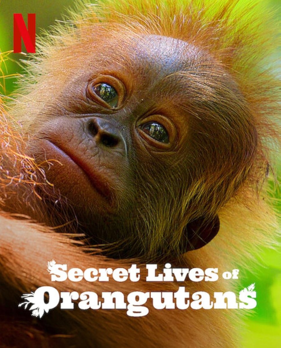 Sir David Attenborough, 99, sets record for oldest Daytime Emmy winner

He was awarded for his work on Netflix’s Secret Lives of Orangutans
