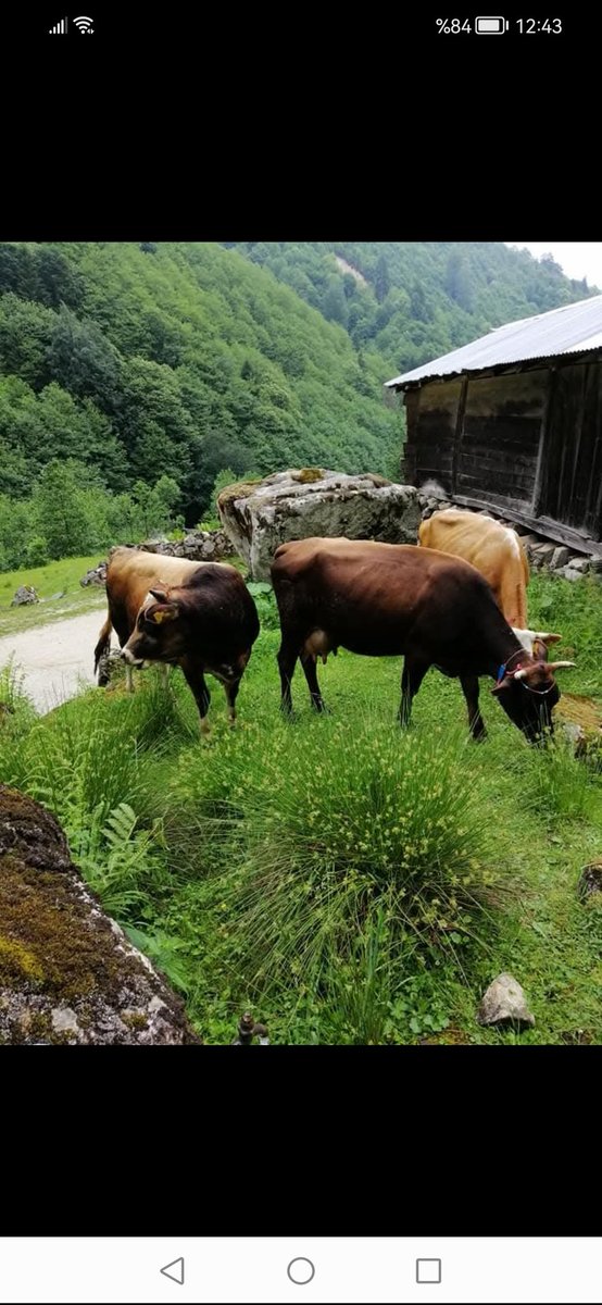 İnekler kadar faydası olmayan insanlar hariç, herkese mutluluklar. İyi akşamlar🌙🌞