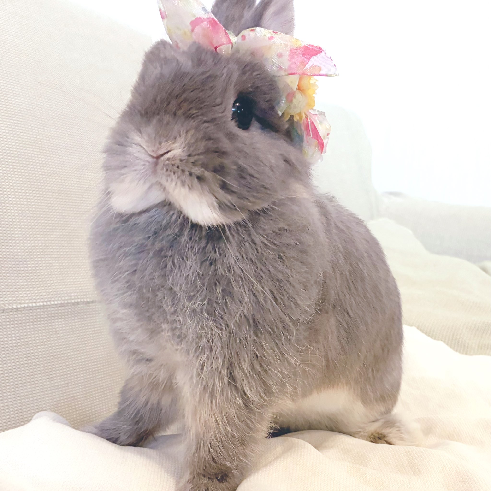 うさうさき♥3点おまとめ♥⁠◍⁠•⁠ᴗ⁠•⁠◍⁠)⁠❤ Rabbit rabbit white