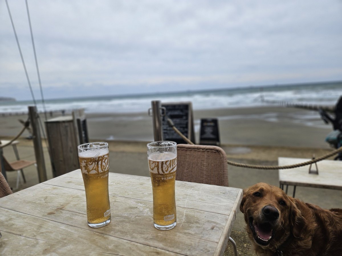 michaelstephenf's tweet image. #islandlife #writingretreat #doggo #brewskis
