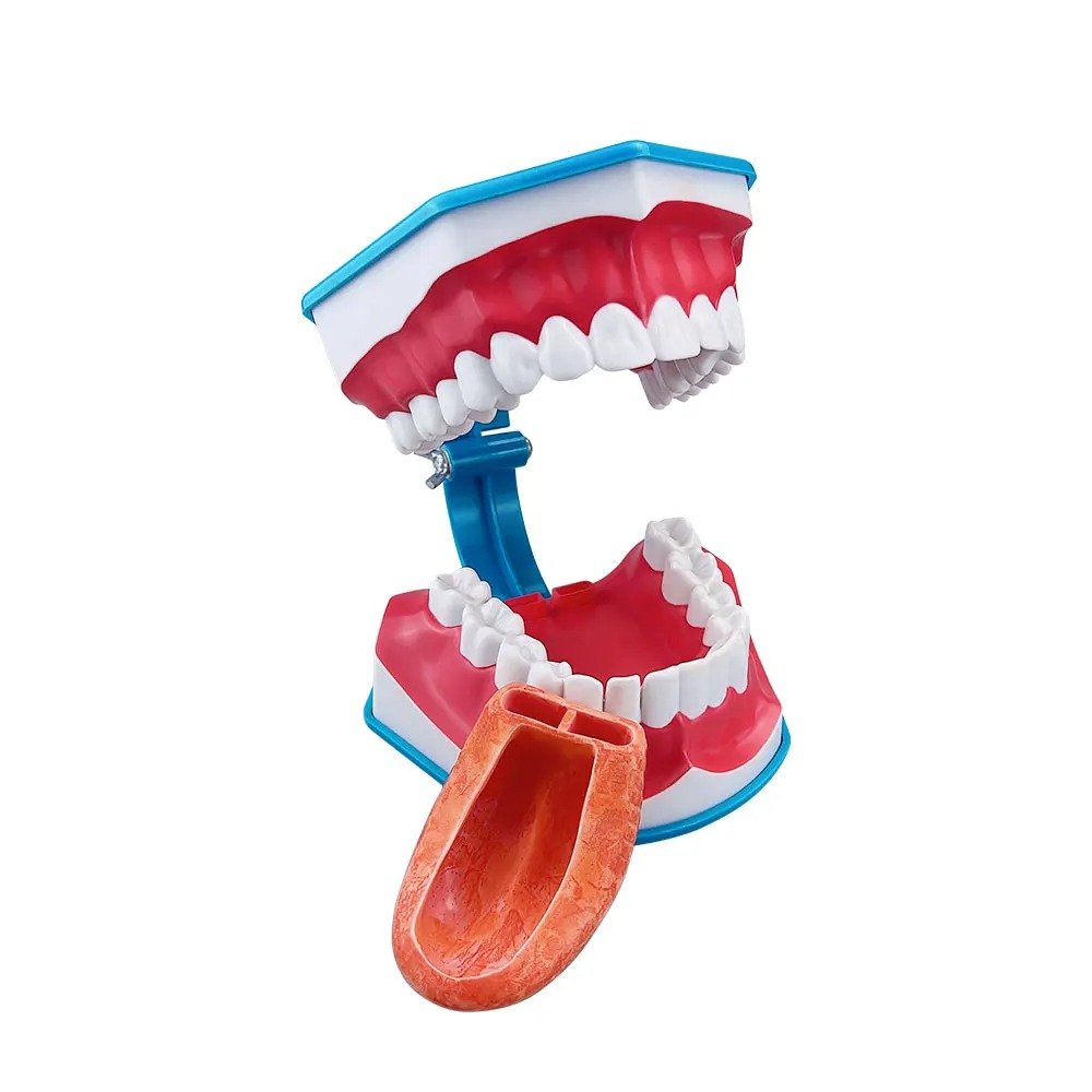 Standard Dental Tooth Brushing Model with Tooth Brush
📷 Educational Toothbrushing Model – Ideal for teaching correct brushing techniques to students and patients
📷 Meets PMDC Requirements – Ideal for dental colleges and community dentistry departments