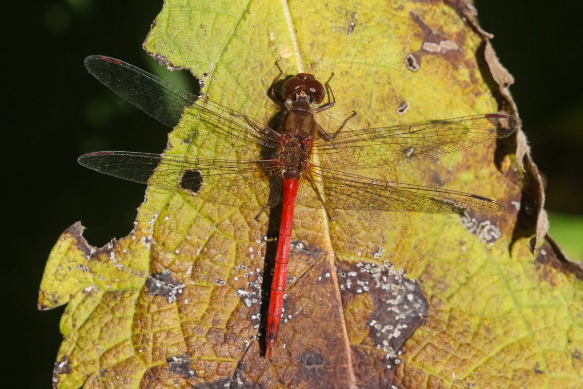 Back In The Yard🐝🦋 tweet media