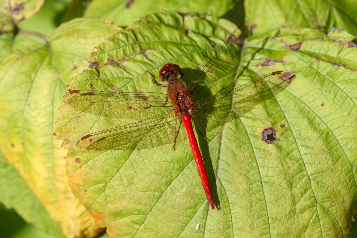 Back In The Yard🐝🦋 tweet media