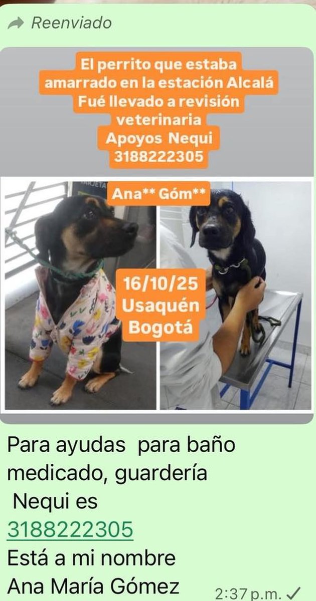 Bookreadin41938's tweet photo. @PlataformaALTO Hola el caso es del 16 de oct, el perrito ya fue rescatado ese mismo dia, aca la info de la persona a cargo del caso y para apoyarla con lo que va de gastos del vet https://t.co/hgBwtbvz8x