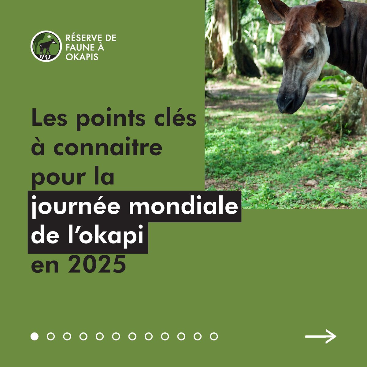 Réserve de Faune à Okapis tweet media