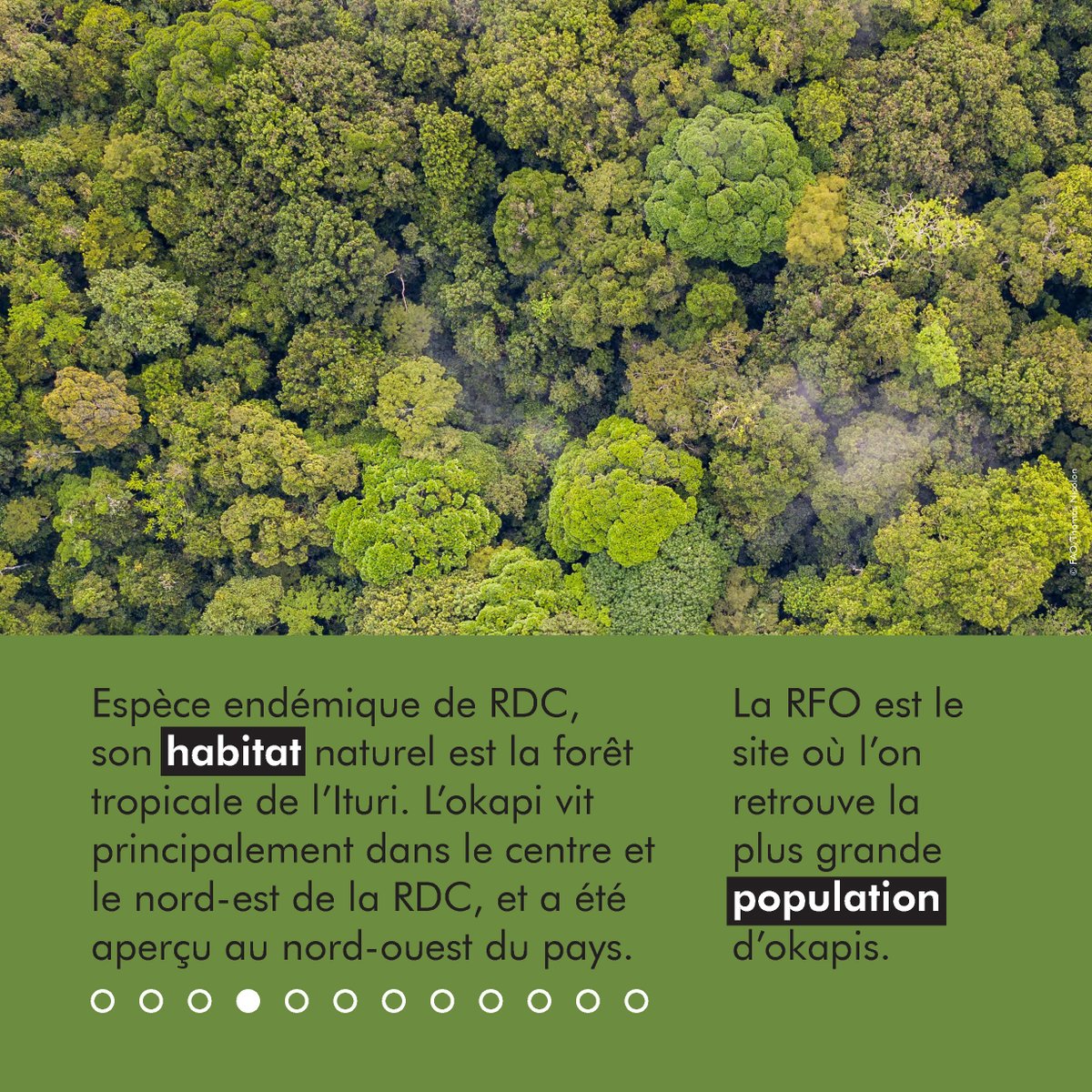 Réserve de Faune à Okapis tweet media