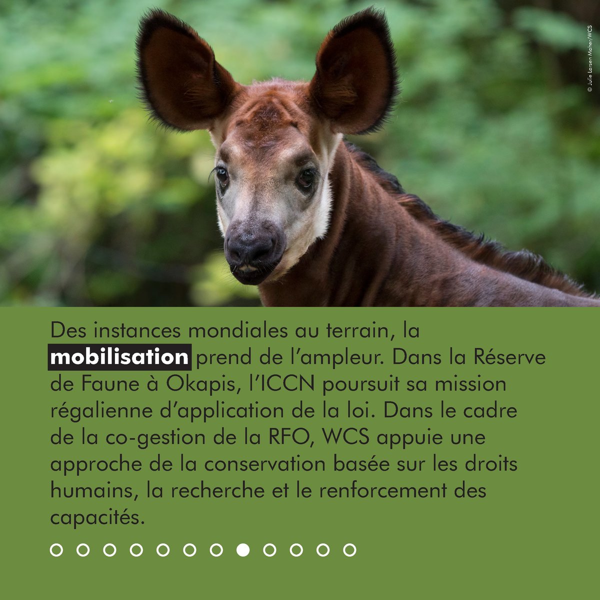 Réserve de Faune à Okapis tweet media