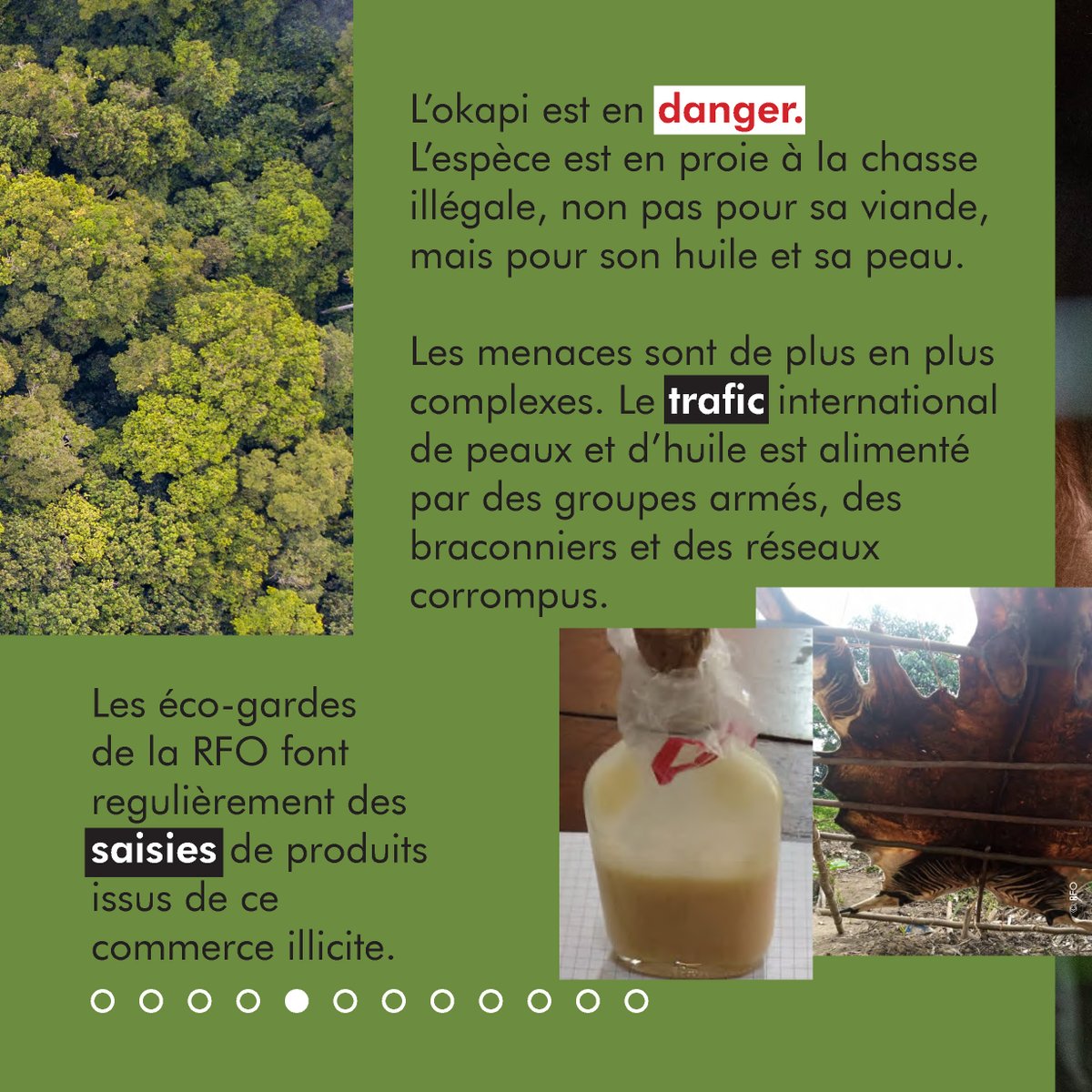Réserve de Faune à Okapis tweet media