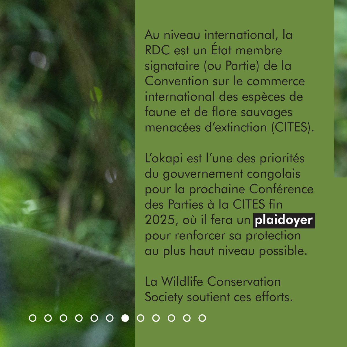 Réserve de Faune à Okapis tweet media