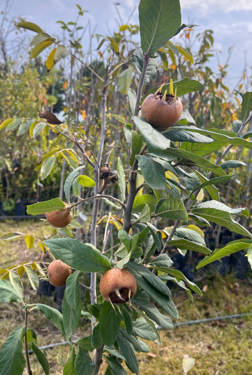 Ne kadar seviyorsun dersen;
"Nar"kadar derim.
Dışından bir ben görünüm,
İçimden binlerce sen dökülür...
                                                   Atilla İlhan 

Bahçeden