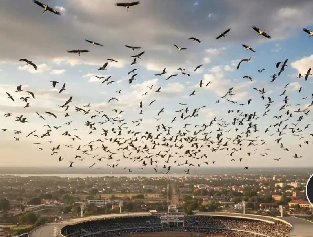aomenya's tweet photo. The birds landed at Mamboleo to pay their last respects to Agwambo. https://t.co/3xoaLixQN8