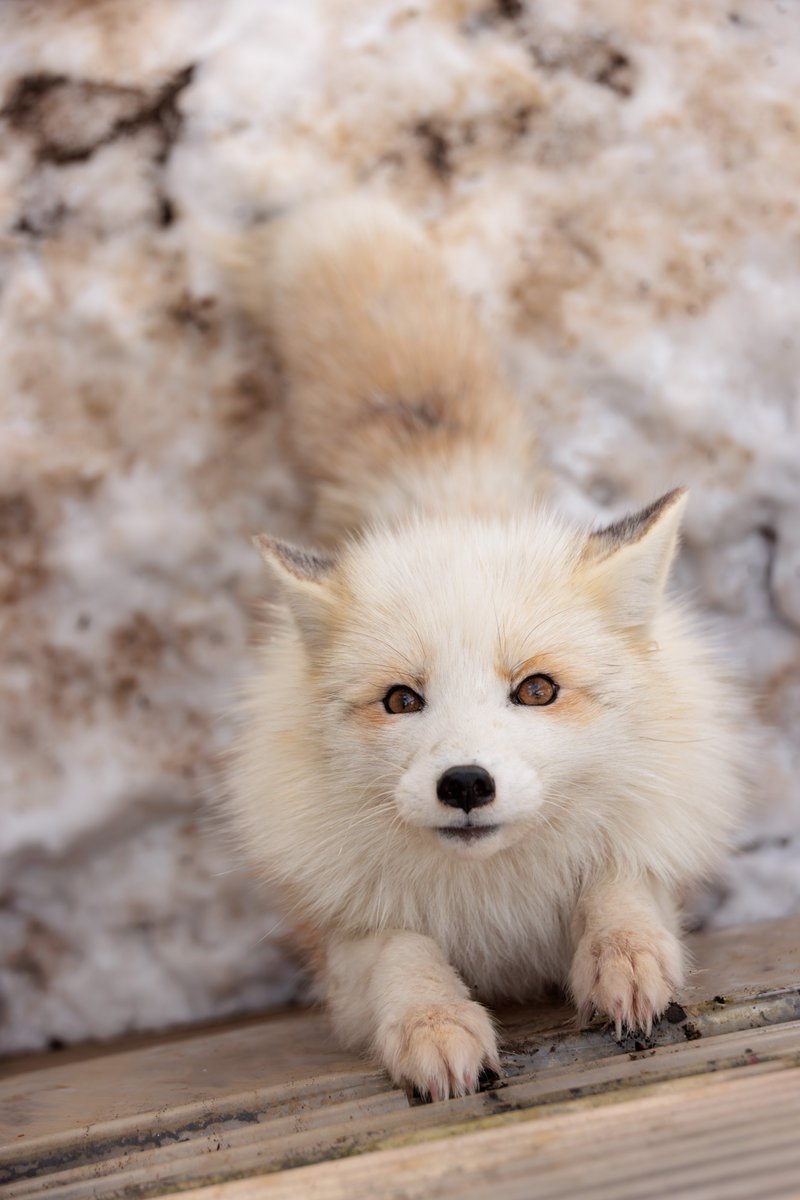 LIA🦊🔖へっぽこ tweet media