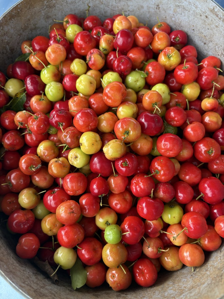 Los beneficios de venir al campo utuadeño.