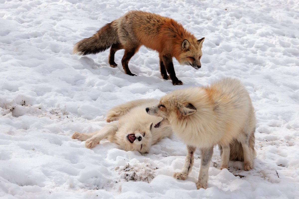 LIA🦊🔖へっぽこ tweet media