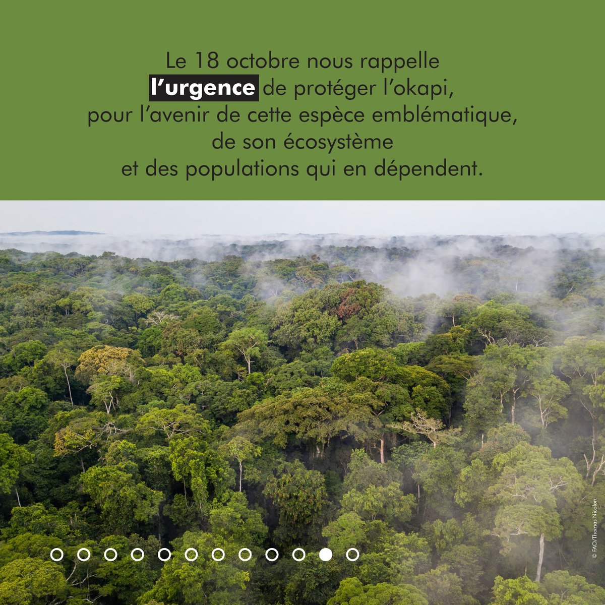 Réserve de Faune à Okapis tweet media