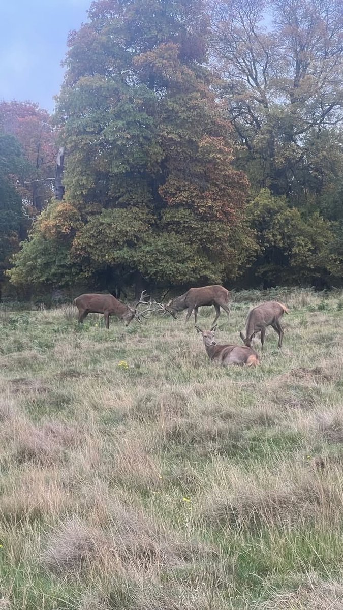 anotherrhall's tweet image. bella via instagram story