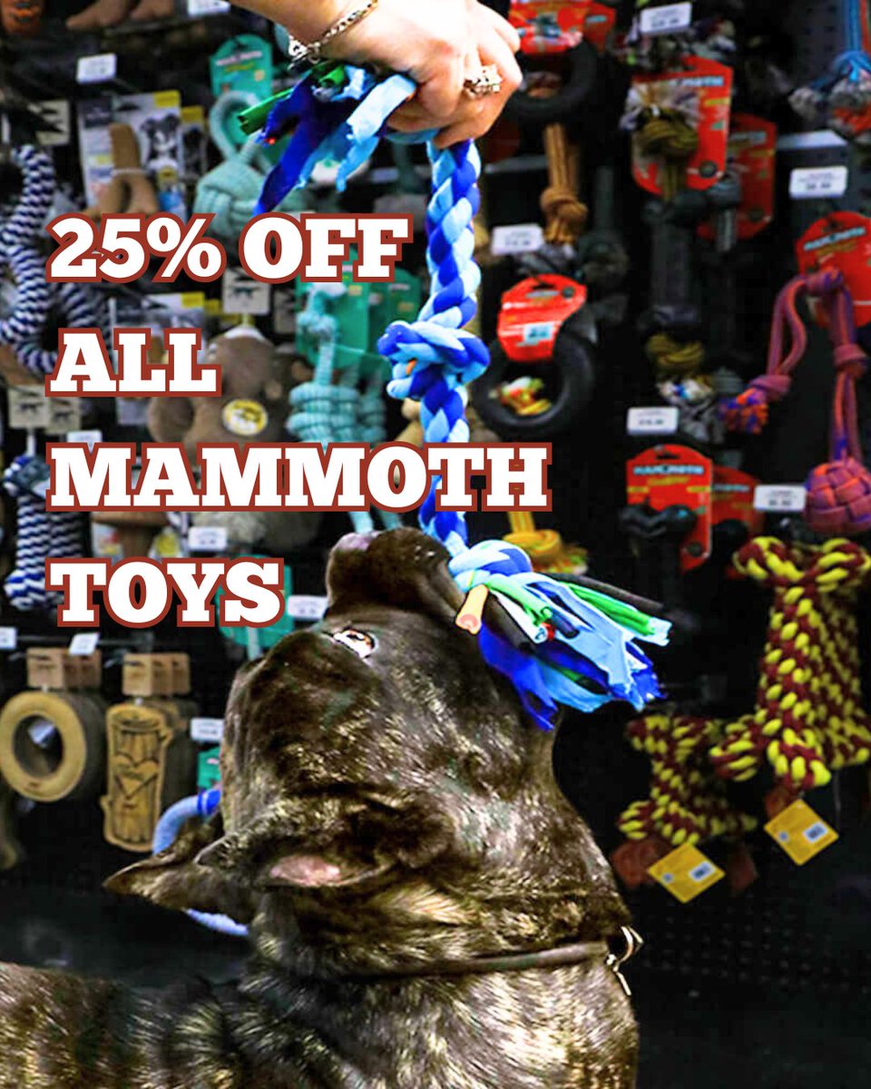 HWFeed's tweet image. 🚨 National Fetch Day Alert! 🚨 Time to stock up and leverage these deals for maximum pup happiness: 🎾 10 Hollywood Feed Tennis Balls for $10 💪 20% Off Tuffy&apos;s Dog Toys 🎄 BOGO 50% Off Holiday Toys 🐘 25% Off all Mammoth  

#FetchDay #DogDeals #PetSupplies