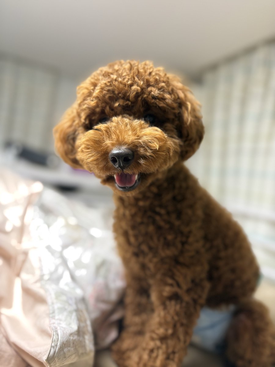 我が家には犬が一匹います
クソバカです