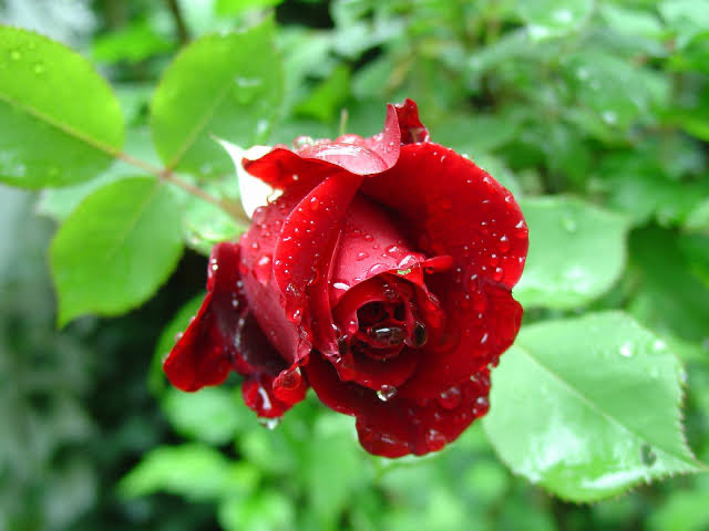 Bu dünyada senden gayri başka kimim var
Sana gelen bana gelsin gadan ben olam
Bir Allahım bir de sensin beni yaşatan
Sana gelen bana gelsin gadan ben olam

Bu kar boran yaza döner
Acılar tükenir biter
Sil gözünü ağlama yeter
Sana gelen bana gelsin gadan ben olam
Ağlama ağlama..🌹