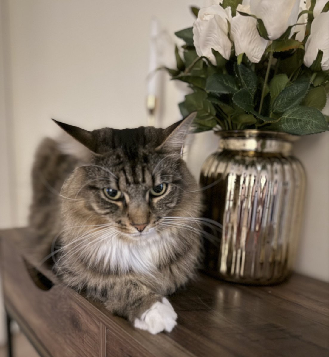 Hey friends, sorry for being quiet lately. My mum's been super busy taking care of me while I wasn't feeling well, plus juggling that thing she calls work. Thank you so much to everyone who asked about me. ❤️