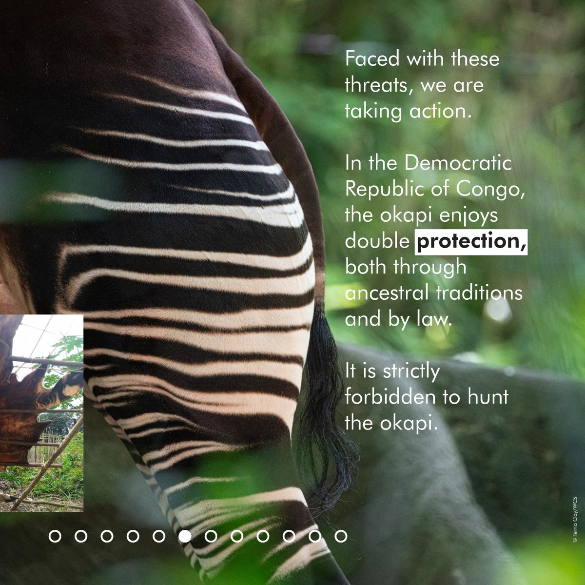 Réserve de Faune à Okapis tweet media