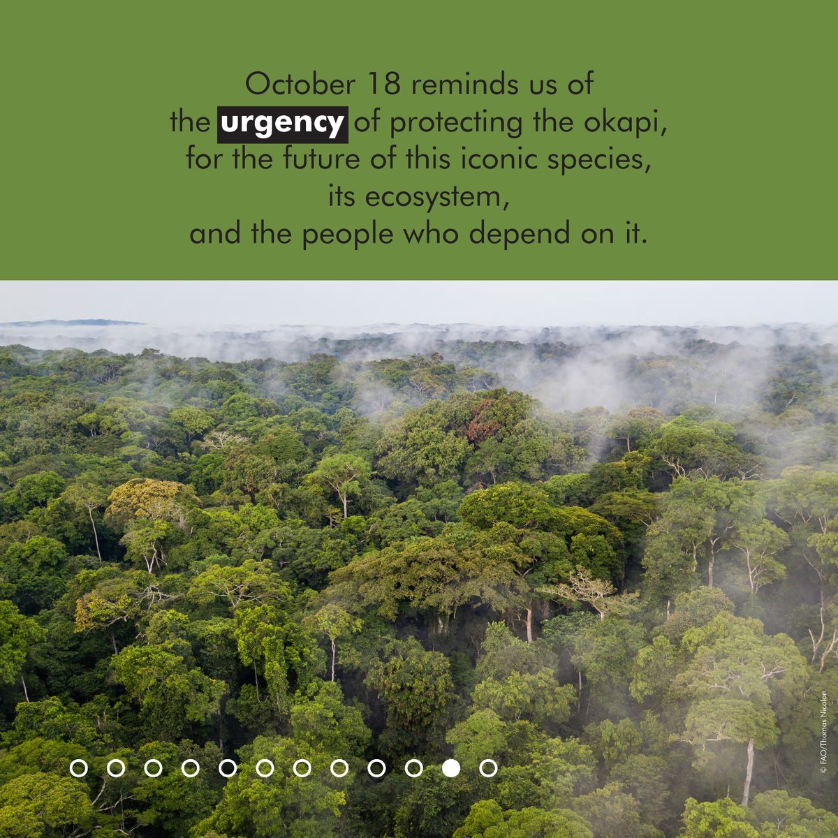 Réserve de Faune à Okapis tweet media