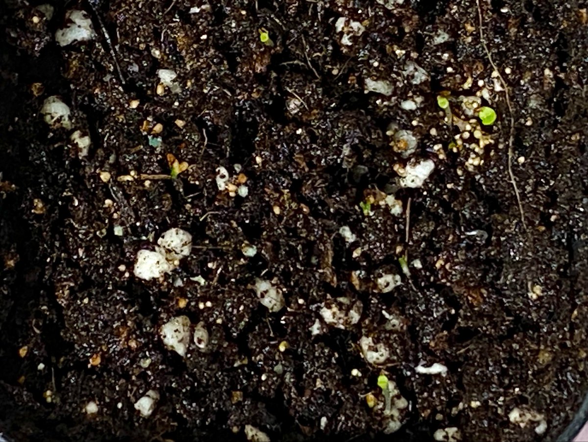 yun_comet's tweet image. 12일에 리톱스 씨앗을 심었고 하나 둘씩 싹이 나고 있다.
어떤 종인지 모르지만, 건강하게 자라렴~
#식물계 #리톱스 #다육이