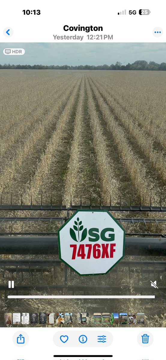 UniSouth's tweet photo. Side by side with Asgrow 47XF2 and USG 7476 was 3.5 bu better yesterday….38 inch rows over cotton beds at 85K population 🏆

Hopkins Farms in Covington, TN.

#seed #Harvest2025 #soybeans #farming #farmlife #agriculture #yield https://t.co/LssI2KP0w2