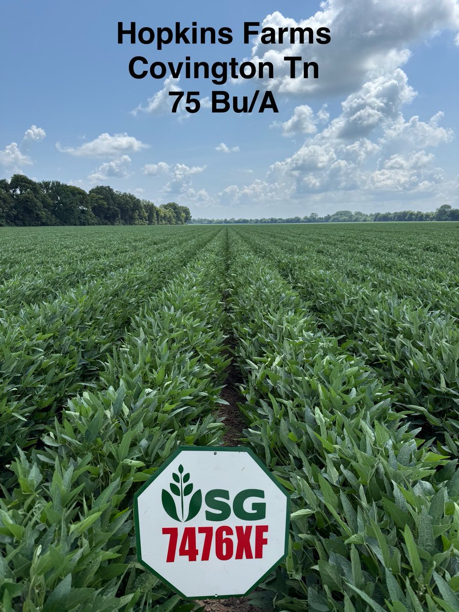 UniSouth's tweet photo. Side by side with Asgrow 47XF2 and USG 7476 was 3.5 bu better yesterday….38 inch rows over cotton beds at 85K population 🏆

Hopkins Farms in Covington, TN.

#seed #Harvest2025 #soybeans #farming #farmlife #agriculture #yield https://t.co/LssI2KP0w2