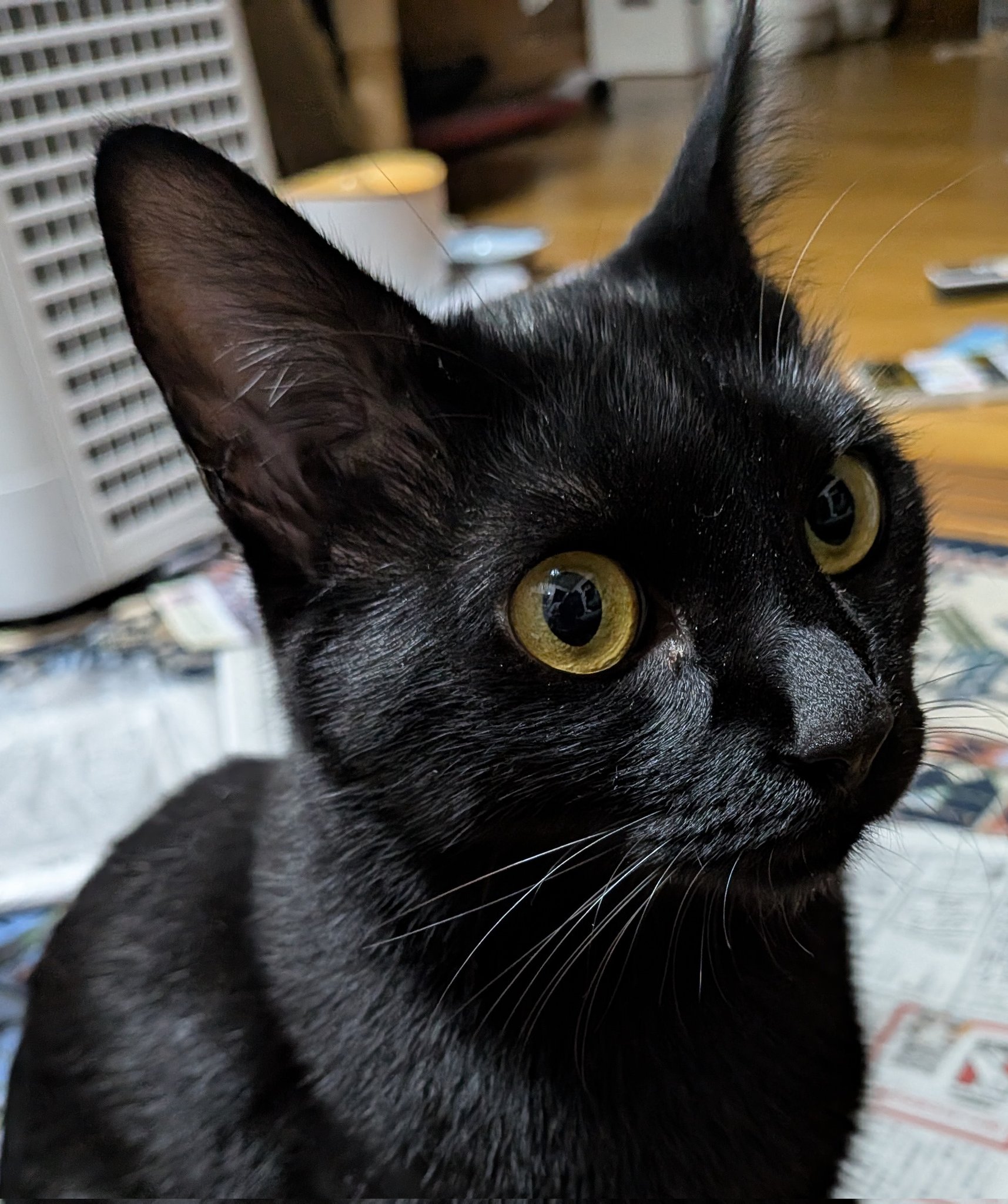 黒猫 7年前の今日、 夢二生誕130年記念で誕生した水戸岡鋭治デザイン