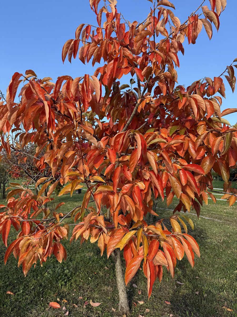 Acero, Liquidambar, Albicocco, Kaki.