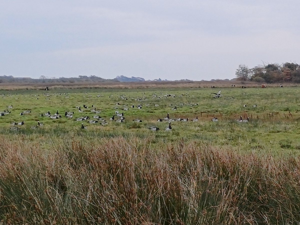 Always a pleasure to see the Barnacle geese at #RSPB Mersehead. <a href="/RSPBScotland/">RSPB Scotland</a> With some belted galloways helping produce ideal habitat for them!
