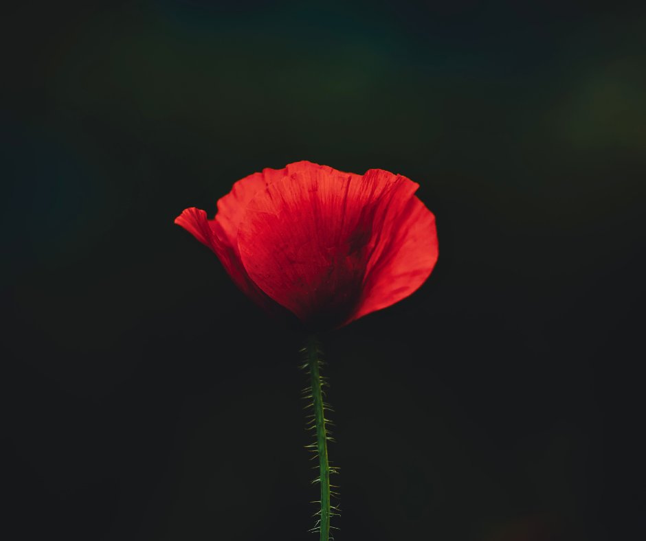 Lest we forget. Honouring those who served.

#RemembranceDay