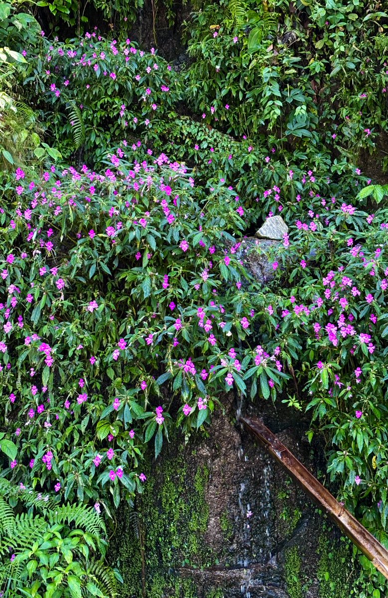 Ashutosh_05sn's tweet photo. Impatiens latiflora Hook.f. &amp; Thomson

Growing in-situ from the lush green rainforests of #ShiYomi district #ArunachalPradesh 

#Botany #Impatiens #Flora #Biodiversity #Balsaminaceae #eFlora #FRLH #Rainforest #Species #Plants https://t.co/8oknFDWdfU