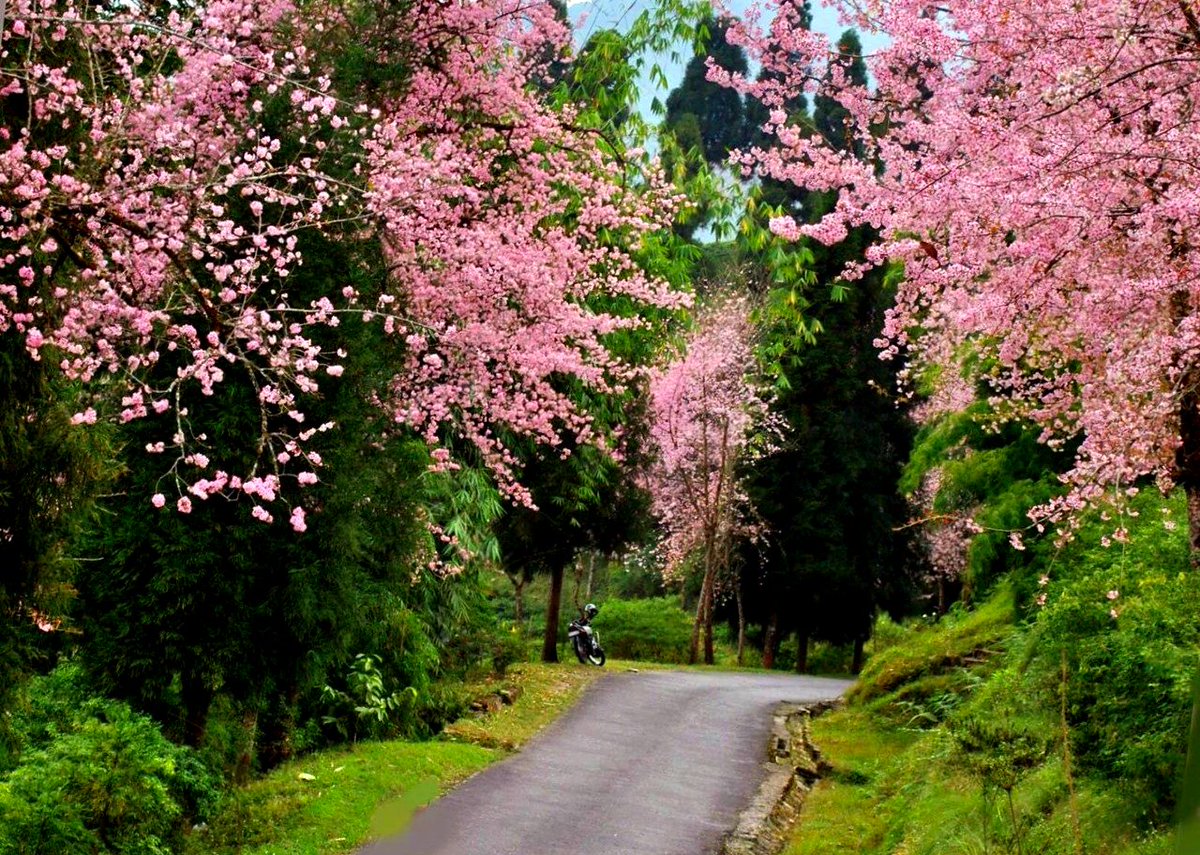 IndiaAesthetica's tweet image. Cherry blossom in Temi's land , Sikkim 🌸🌸🟢 🇮🇳