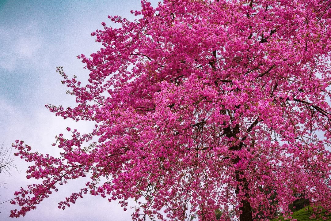 IndiaAesthetica's tweet image. Cherry blossom in Temi's land , Sikkim 🌸🌸🟢 🇮🇳