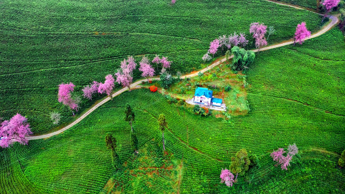IndiaAesthetica's tweet image. Cherry blossom in Temi's land , Sikkim 🌸🌸🟢 🇮🇳