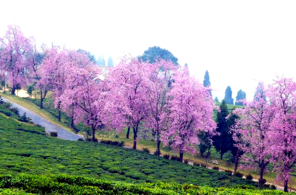 IndiaAesthetica's tweet image. Cherry blossom in Temi's land , Sikkim 🌸🌸🟢 🇮🇳