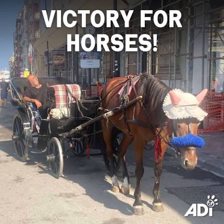 ‼️ BREAKING NEWS ‼️

Victory for horses in Spain! 👏 🇪🇸

Malaga has ended Horse-drawn carriage rides for tourists after reaching an agreement with operators - bringing the ban forward from 2035.

This historic move will spare Horses from a miserable life of pulling heavy loads