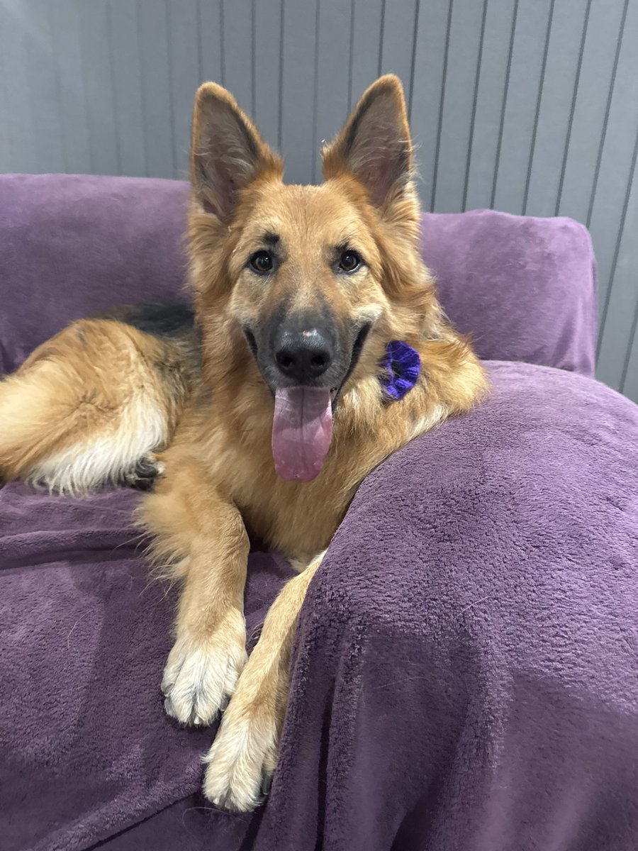 Another first for Axel our abandoned shepherd to wear a purple poppy to honour service animals past and present 💜 <a href="/MA_PurplePoppy/">Murphy's Army Purple Poppy Campaign</a>