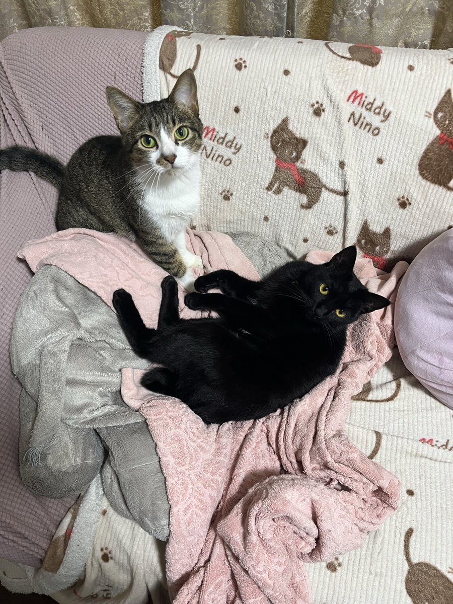 今日はかめちの３回忌だよ
今でもさみしいよ
まだかなしいな
夢で会いたいな
大好きだよ