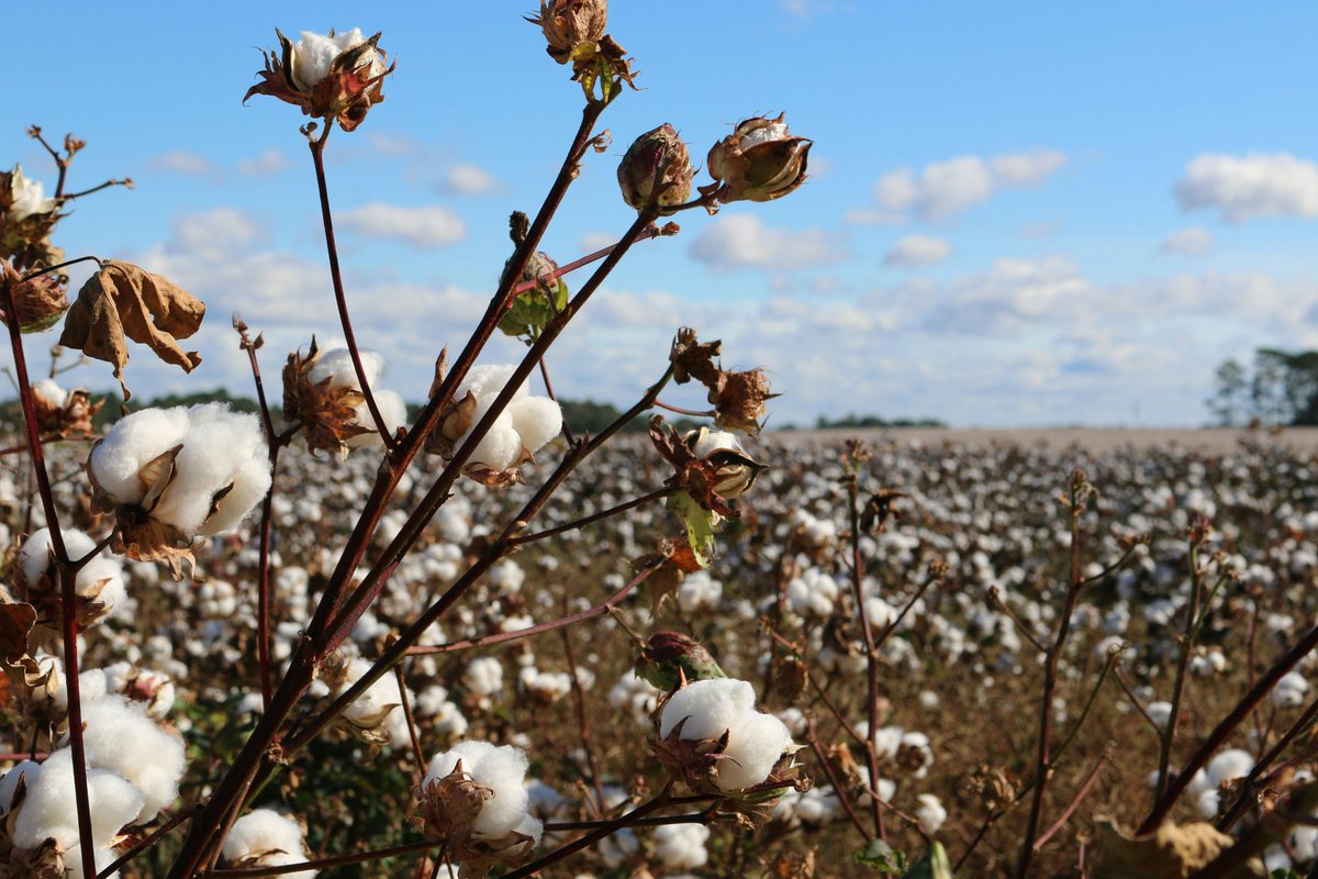 Sistemariposo's tweet image. 🌱IL #COTONE: L'alleato N.1 del #Microclima Perfetto🌡️

📍Da @sistemariposo 
🚩 Via Sestese 64 a #Firenze

#cotoneorganico #cotonebiologico #cotton #cotonebio #ecosostenibile #ecosostenibilità #guancialidicotone #coprimaterassi #prodottinaturali #materassiincotone
