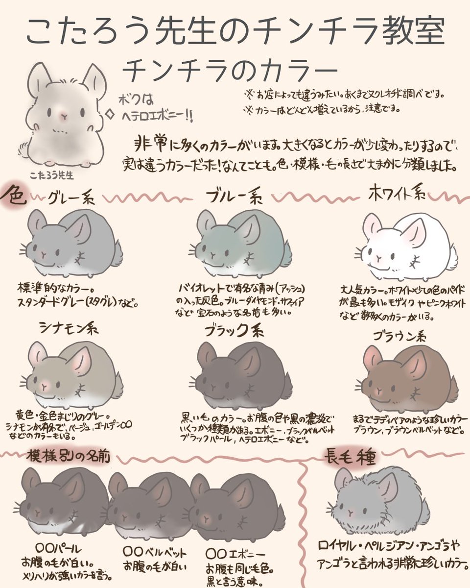 チンチラのカラー紹介
