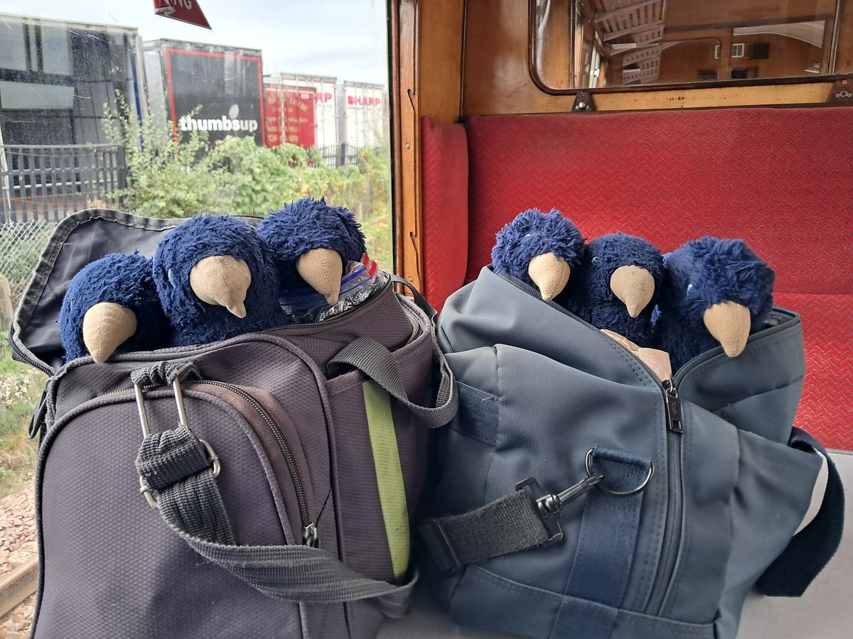 Cfluffkins 🐻 tweet media