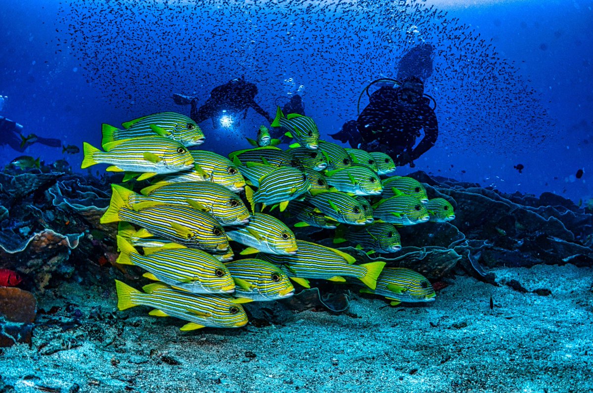 ReefVoyager's tweet image. Curious about diving Raja Ampat? We’re here to answer all your questions about Indonesia’s spectacular underwater world!  
Dive in & follow @ReefVoyager for expert tips and liveaboard inspo: ReefVoyager.com  
#DiveTravel #LuxuryTravel #TravelInspo