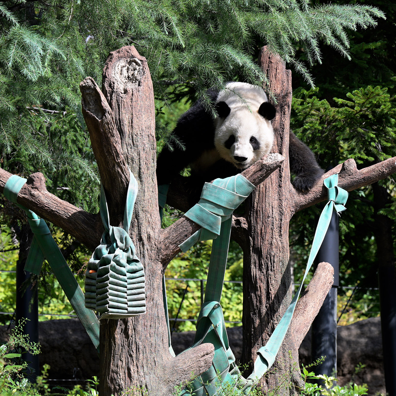 パンダ リアル ラスト 毎日パンダ on X: 