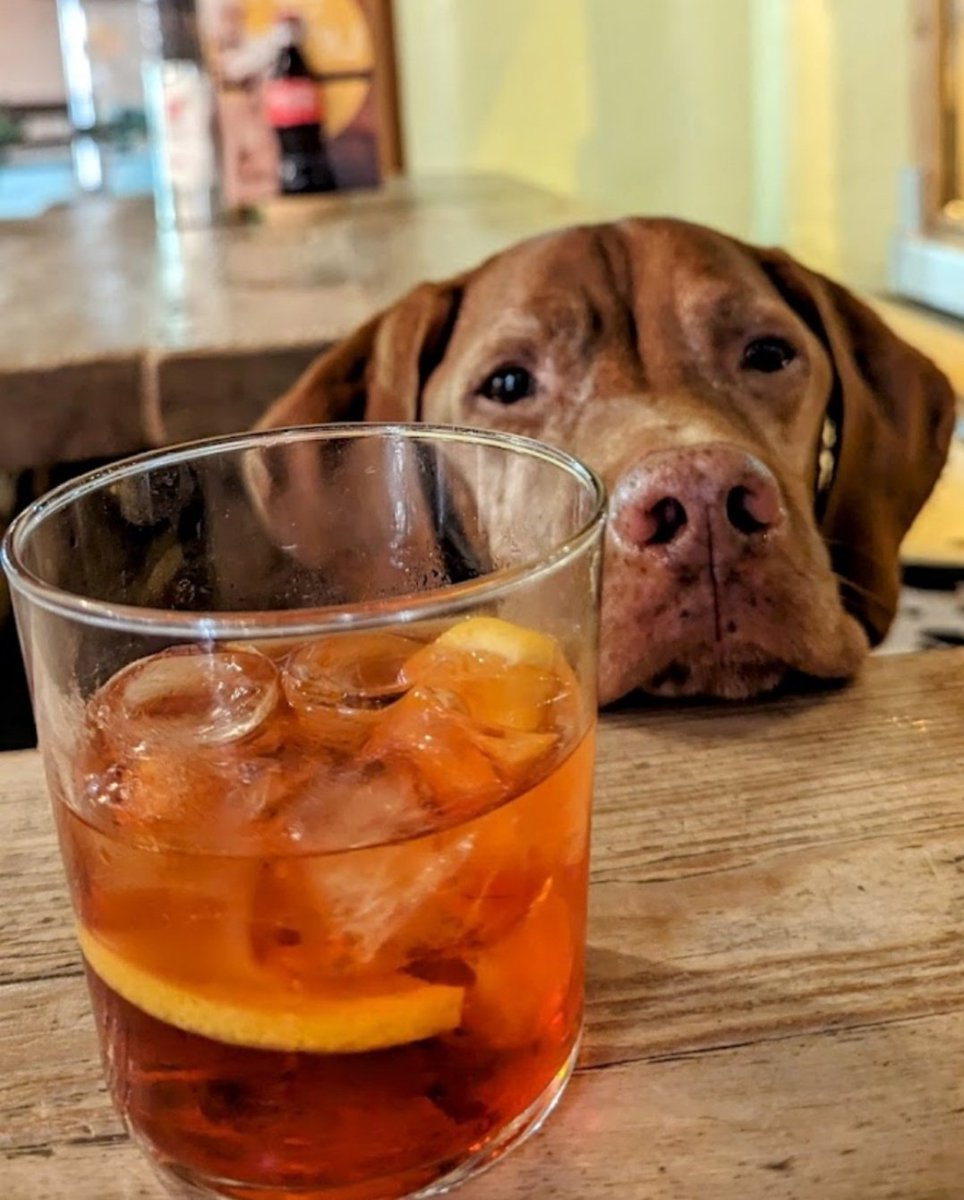Gianna2119's tweet photo. #PMJWeeklyChallenge
#TheWrongPlace
@pmj_photos
Is the cocktail or the dog in the wrong  place? https://t.co/X7KBLb3QvH