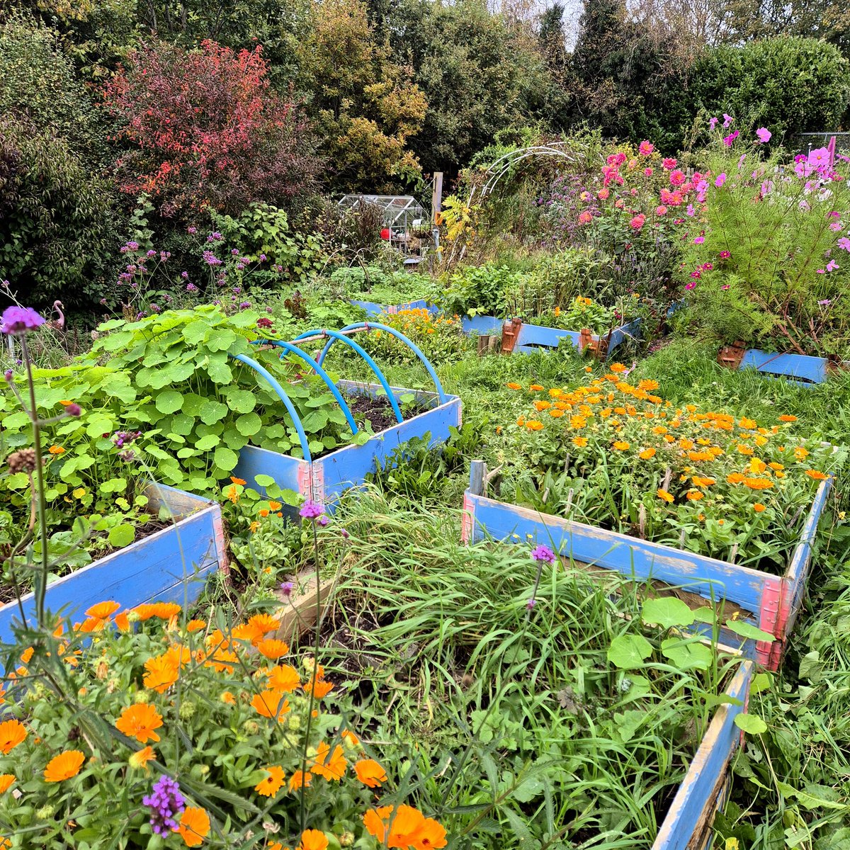 lovely_plot's tweet image. I gardened today (properly!) for the first time in probably 4 months... and... it was wonderful 😊