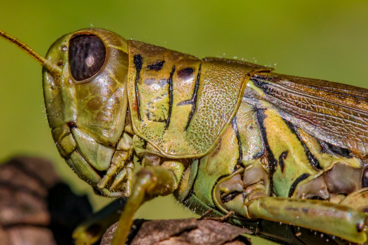 Back In The Yard🐝🦋 tweet media